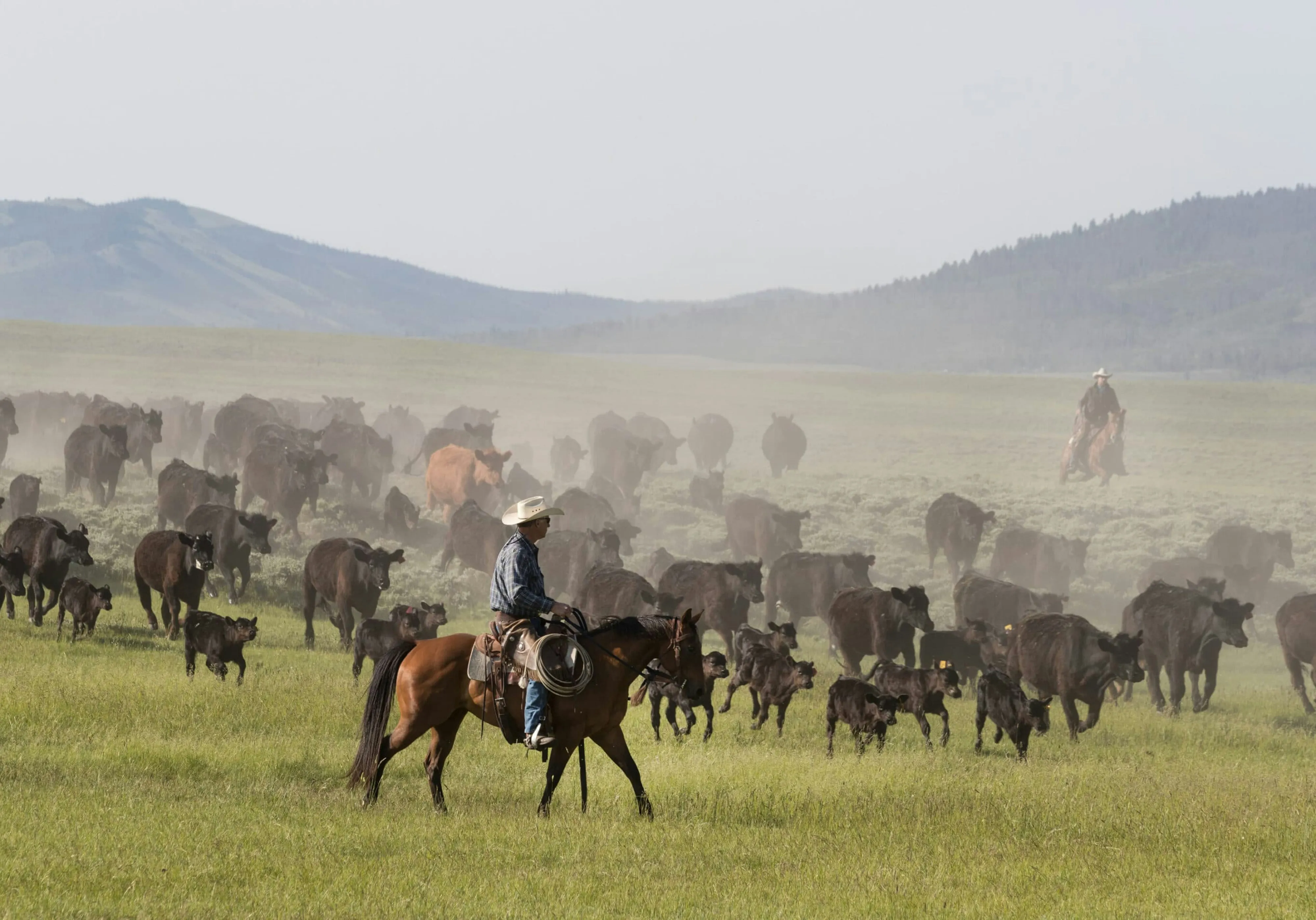 Cattle ranching